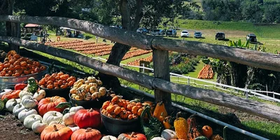 Maui Pumpkin Patch in Kula